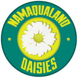 Namaqualand Daisies Namaqualand Daisies